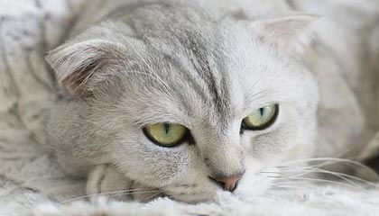 【观察】横扫德国≠横扫欧洲 恩叔为西班牙未来铺路