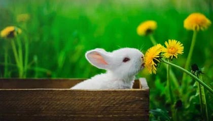 开云中国-快乐会消失：巴坎布穿金靴大四喜 台球菜鸟都夺冠